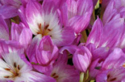 Bi colour flower of Colchicum autumnalis speciosum